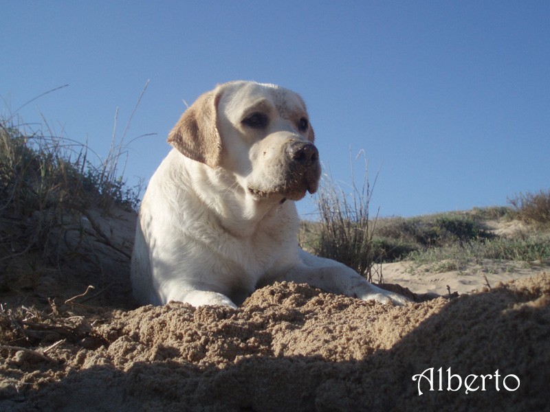 Cuerpo a tierra