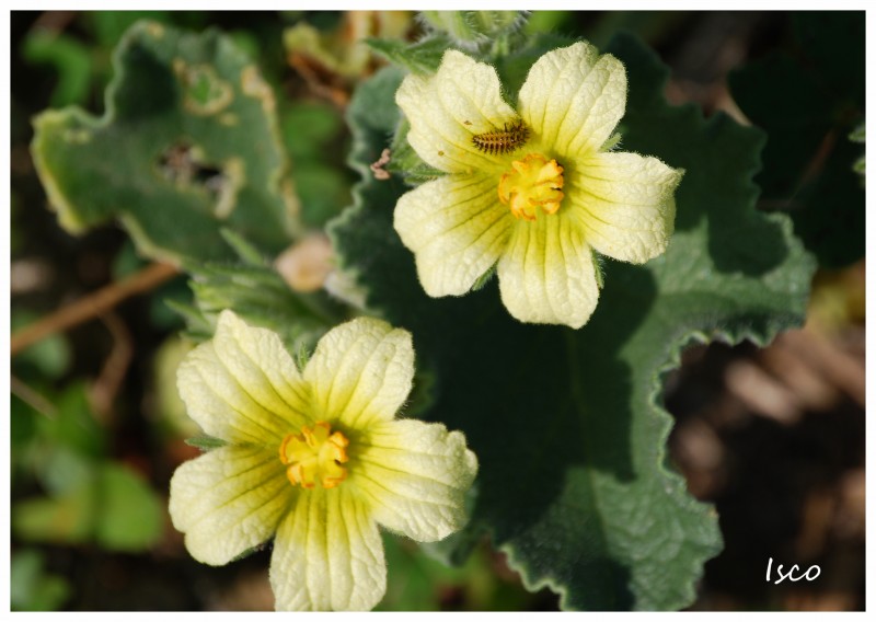 Oruga en flor amarilla