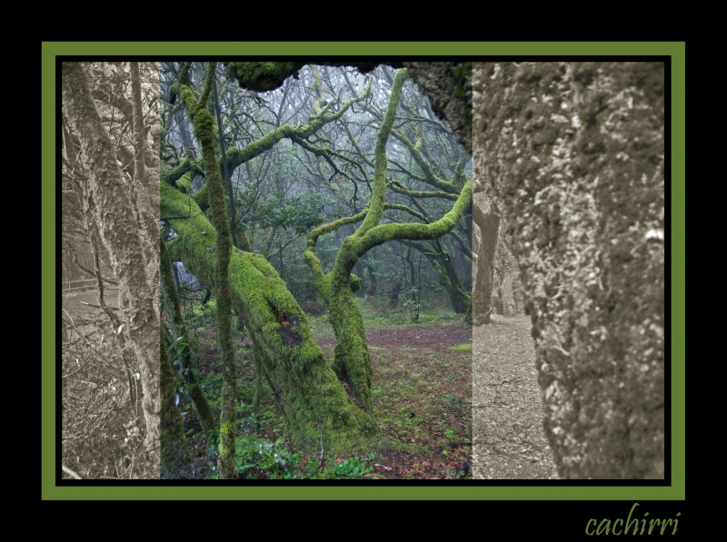 EL BOSQUE ENCANTADO