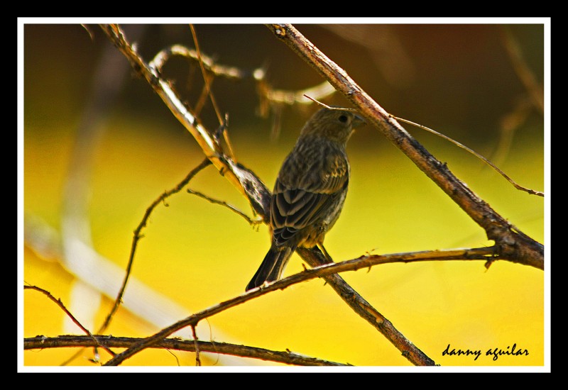 Pajarillo