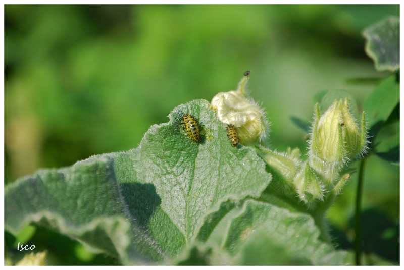 Oruga en hoja verde