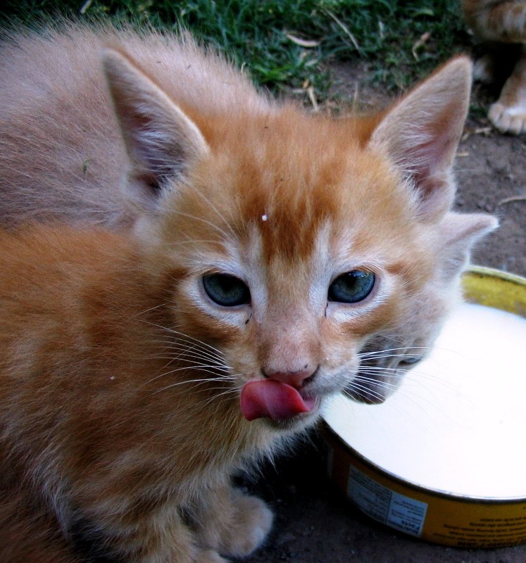 LA LECHE DEL GATO