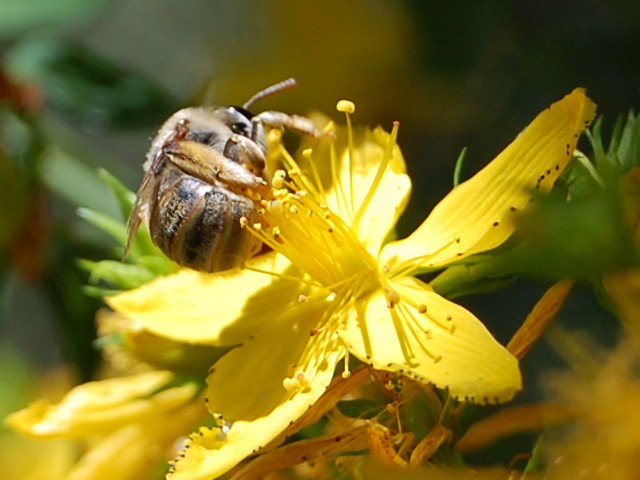 abeja