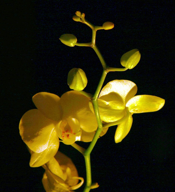 Orqudea