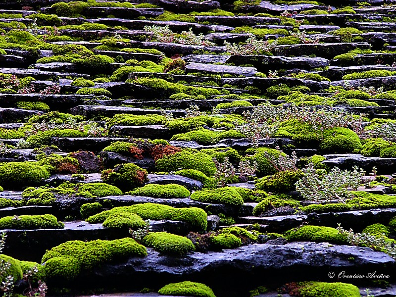 Tejado vegetal