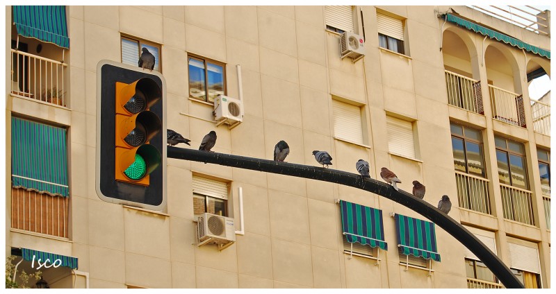 Palomas urbanas