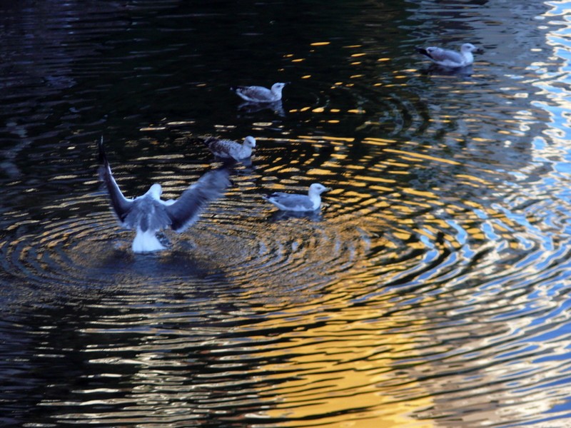 reflejo circular