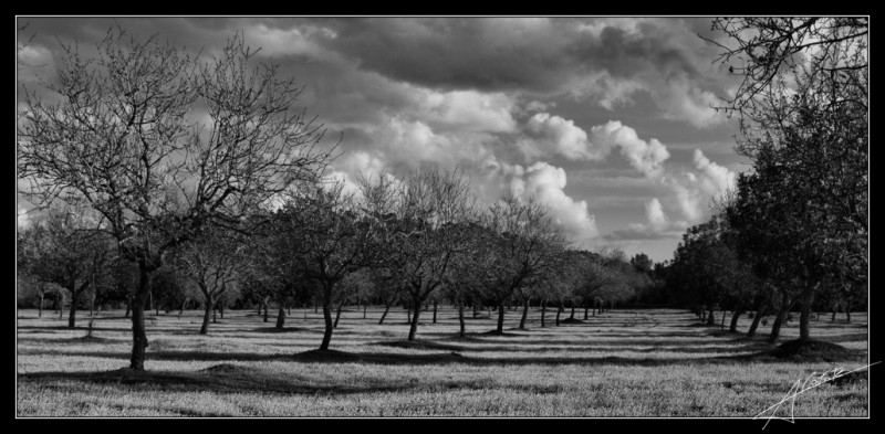 Camp de Mallorca, BN