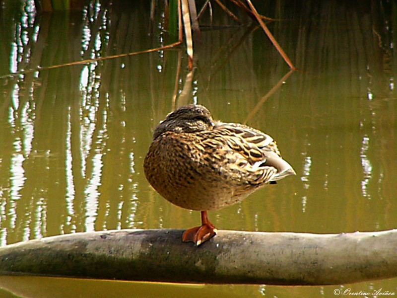 Pato a una pata