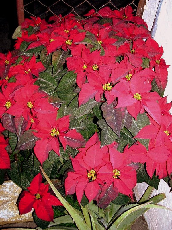 Flor de Nochebuena