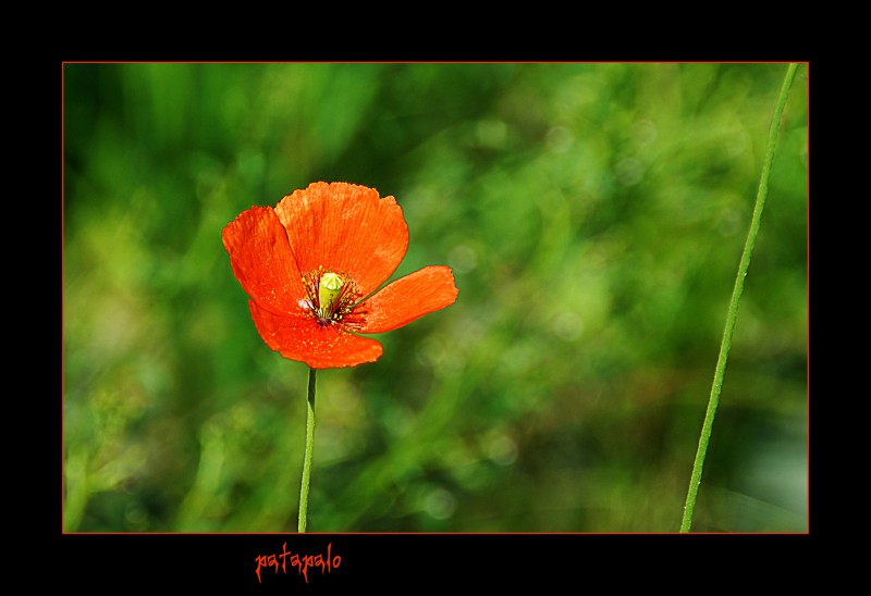 Amapola de Otoo