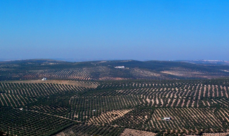 Tierra de olivar