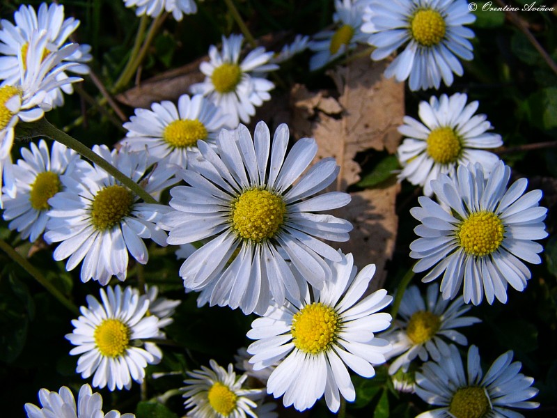 Recuerdo de primavera