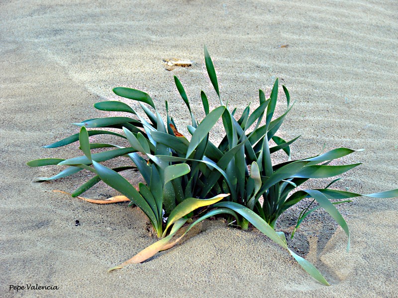 Planta en la playa