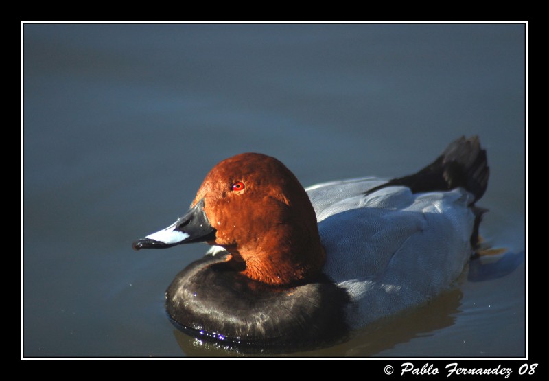 Porrn Europeo (Aythya ferina)