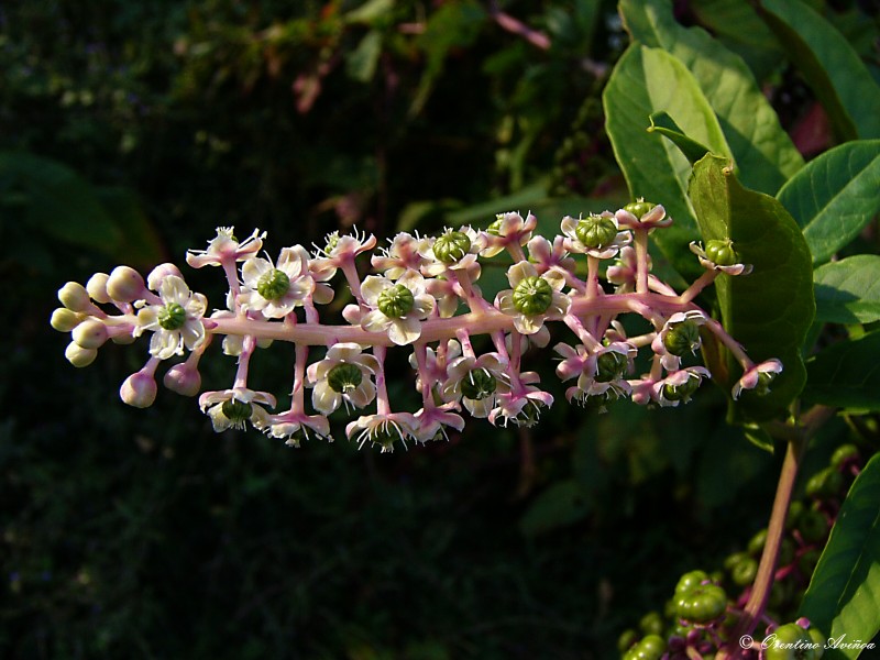 Multiflora