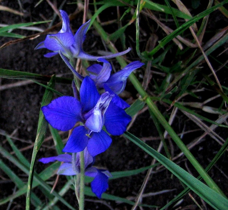 JUNTO A UNA FLOR AZUL