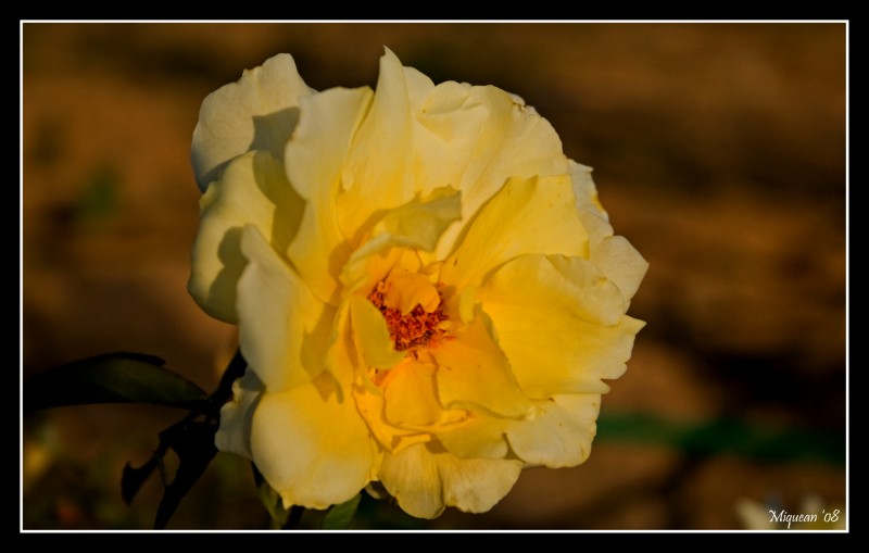 Rosa en el atardecer