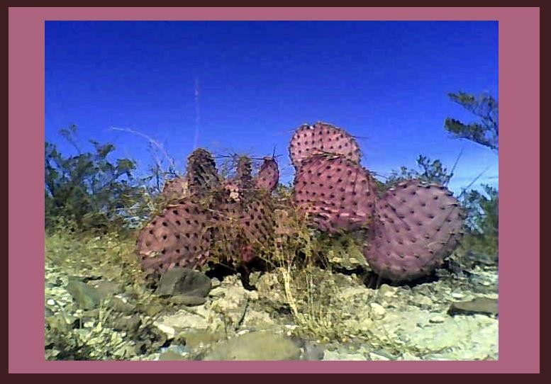 Nopales de color