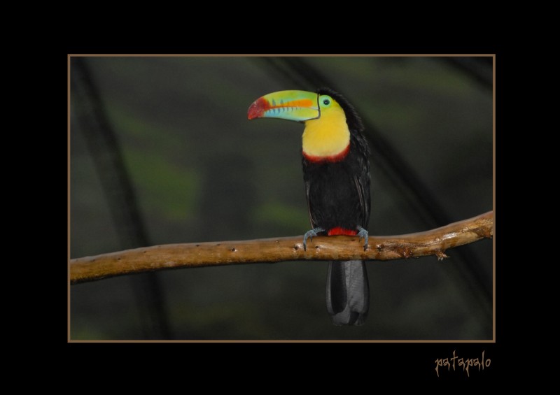 Tucan Piquiverde