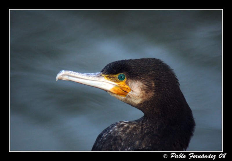 Cormorn Grande (Phalacrocorax carbo)