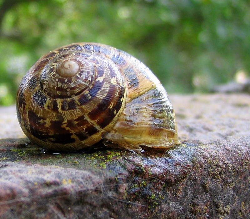 UN CARACOL YA BASTA