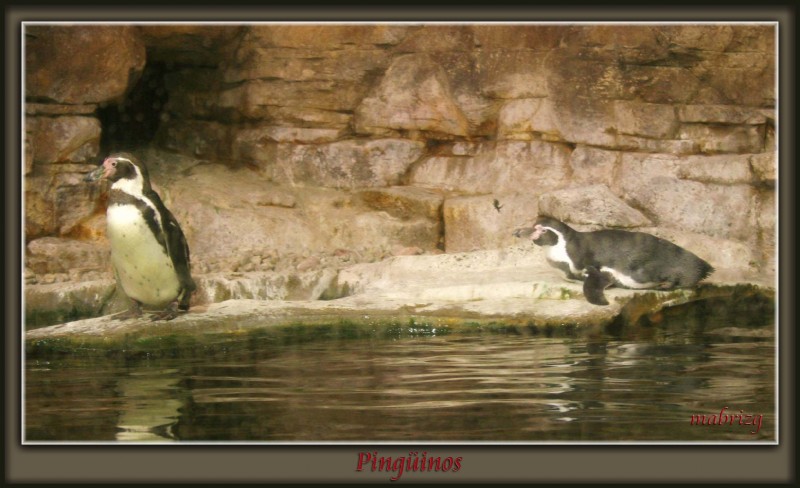Pinginos
