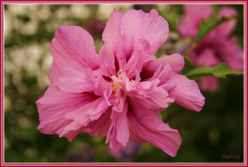 Hibiscus ciriacus