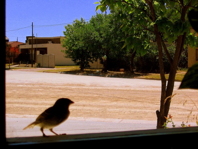 UN GORRIN EN MI VENTANA