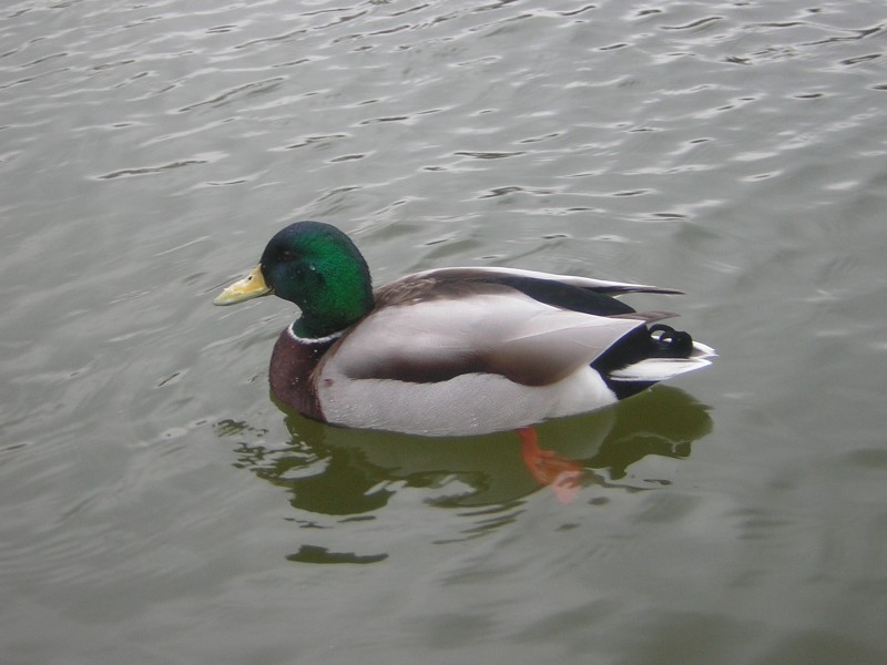 El  Pato y sus colores