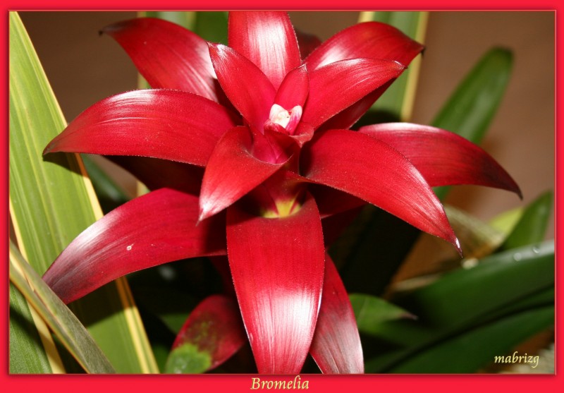 Bromelia