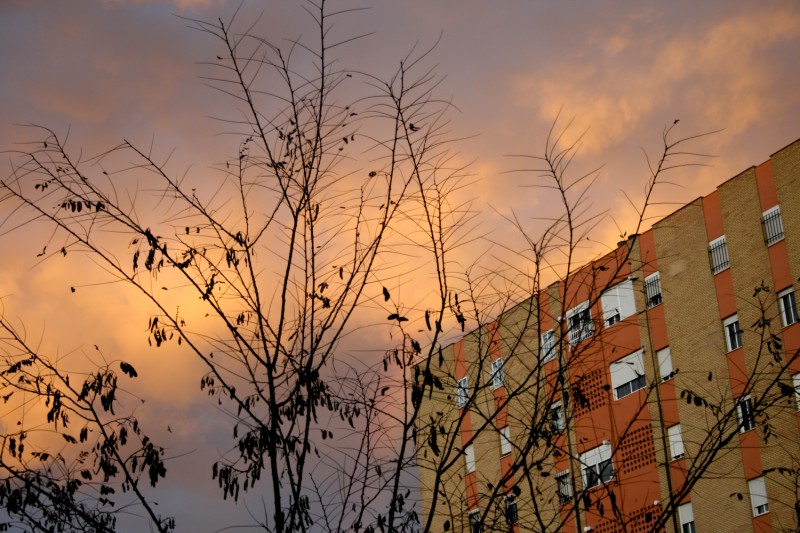 La ciudad no es un rbol