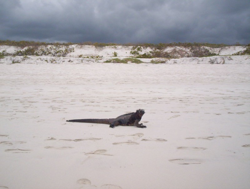 ANIMALES ENDEMICOS DE GALAPAGOS