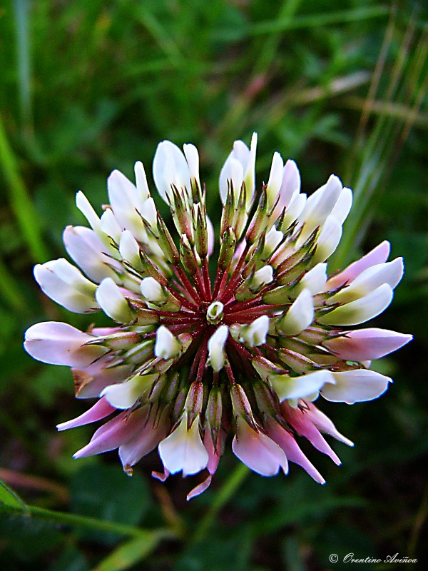 Flor de trbol blanco