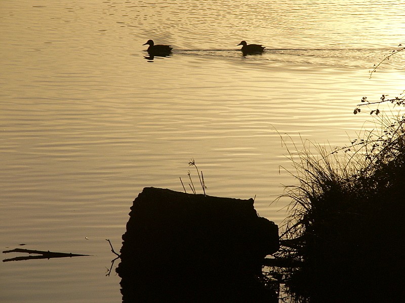 patos