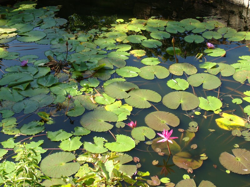 Estanque con flores de loto