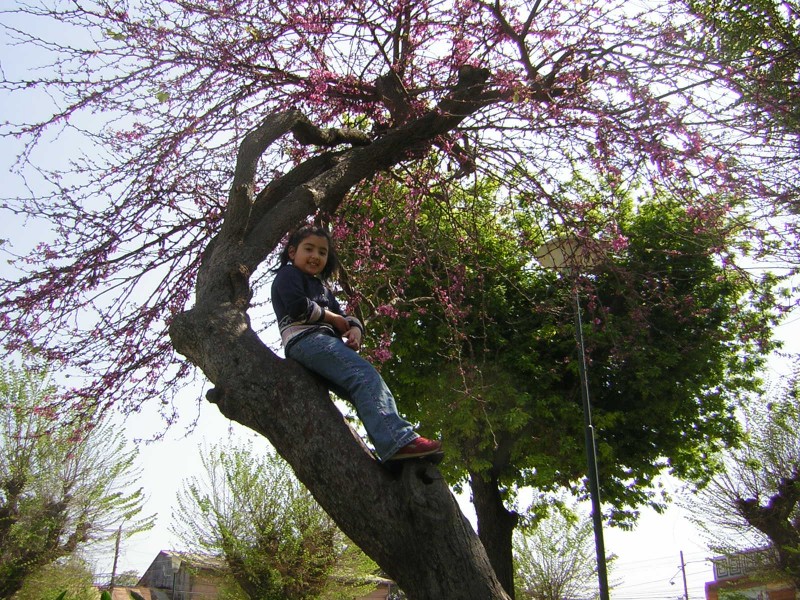 Cony en su rbol