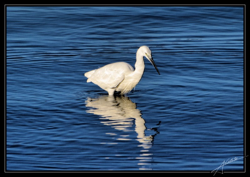 Garza blanca