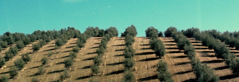 Por los campos de mi Andaluca...