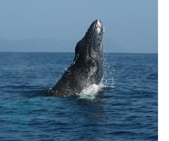 ballenas de samana