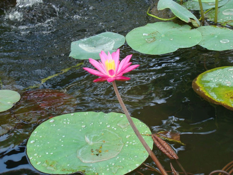 Esplndida flor de loto