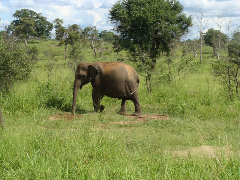 Elefante macho deambulando por el Parque Nacional de Udawalawe