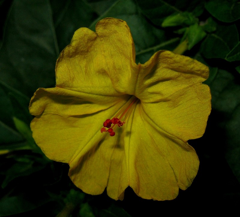 UNA FLOR EN LA NOCHE