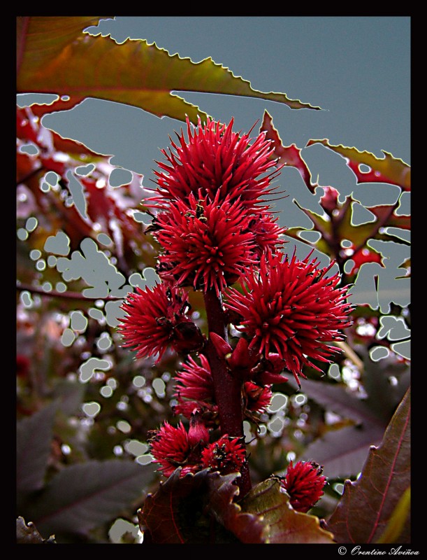 Rojo puntiagudo