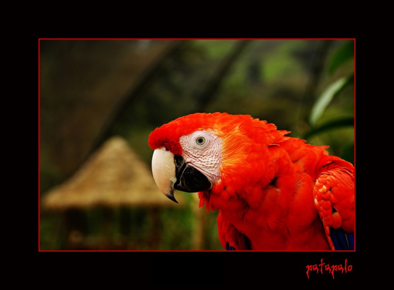 Guacamayo