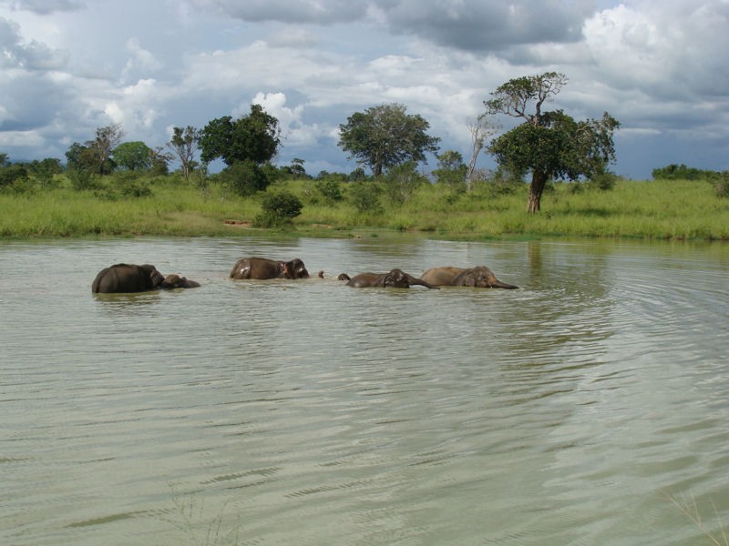 El bao de los elefantes en el Parque Nacional de Udawalawe