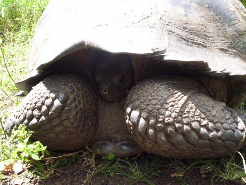 TORTUGA GIGANTE DE LAS GALAPAGOS