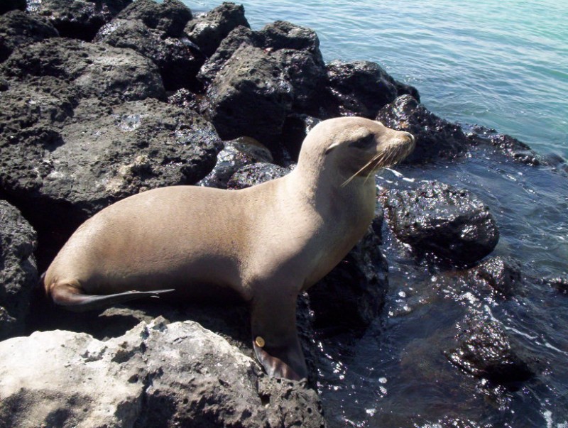 LOBO MARINO