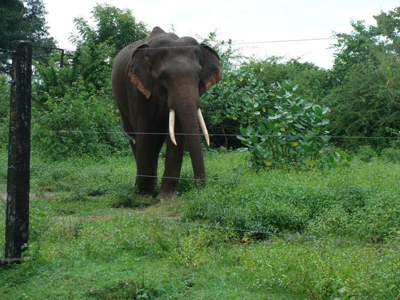 Elefante con colmillos, poco frecuente en Sri Lanka