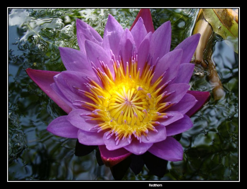 Atractiva flor de la playa